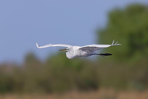 Great Egret flying Stick Marsh-Florida Art Print
